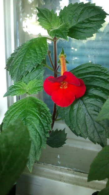  - Achimenes 2019