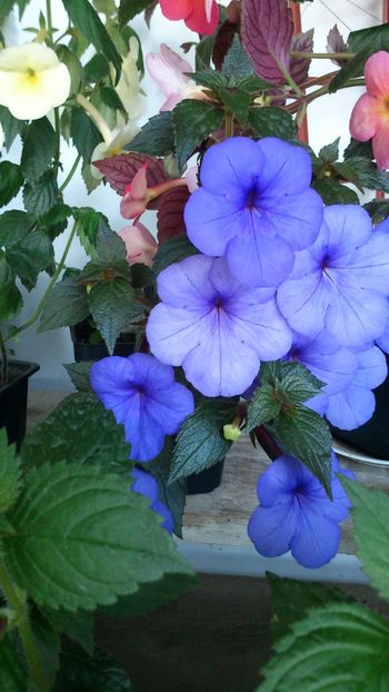  - Achimenes 2019