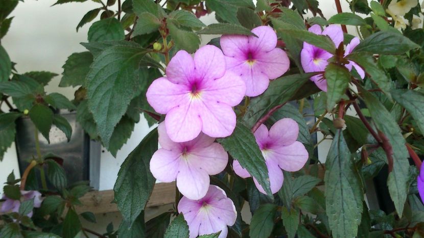  - Achimenes 2019