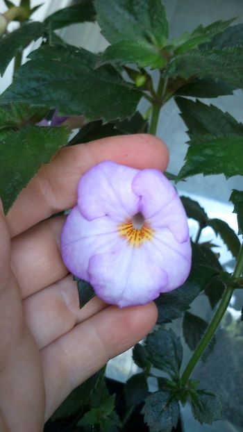  - Achimenes 2019
