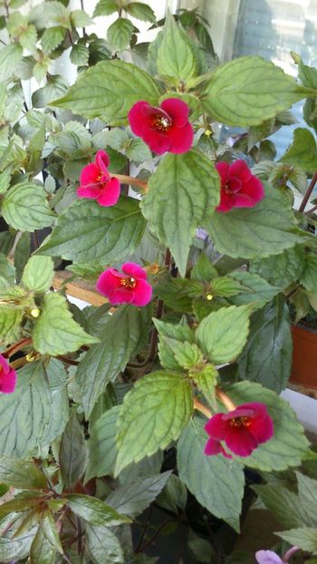  - Achimenes 2019