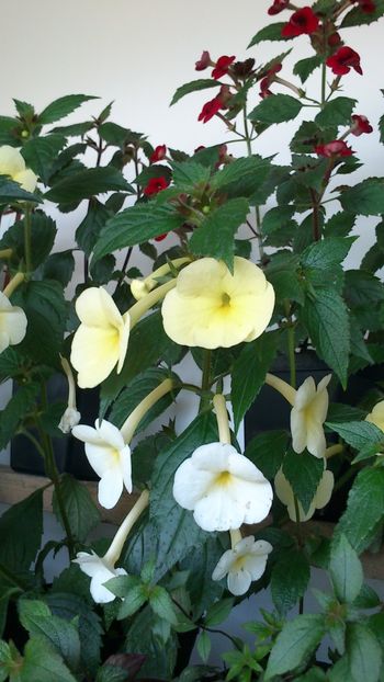  - Achimenes 2019
