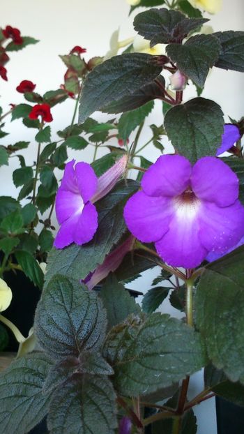  - Achimenes 2019