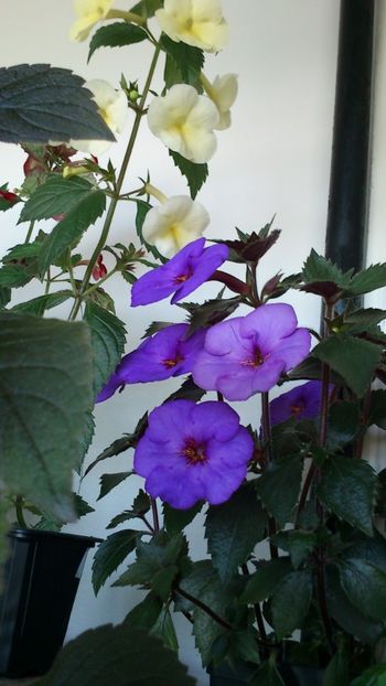  - Achimenes 2019