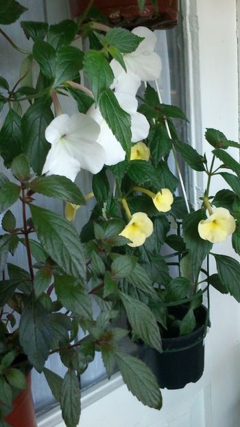  - Achimenes 2019