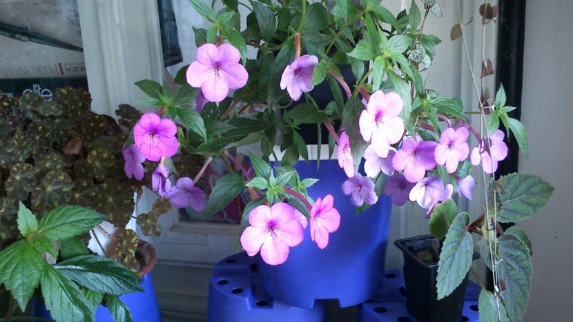 - Achimenes 2019