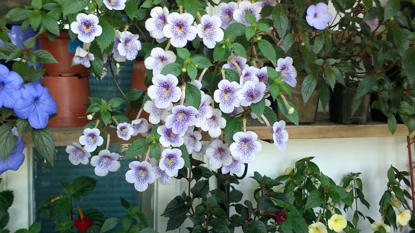  - Achimenes 2019