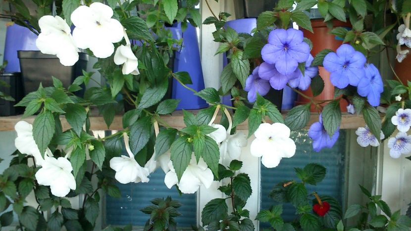  - Achimenes 2019