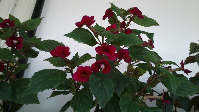  - Achimenes 2019