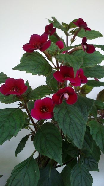  - Achimenes 2019