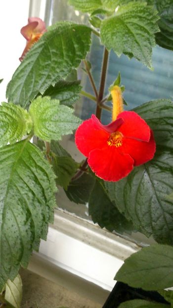  - Achimenes 2019