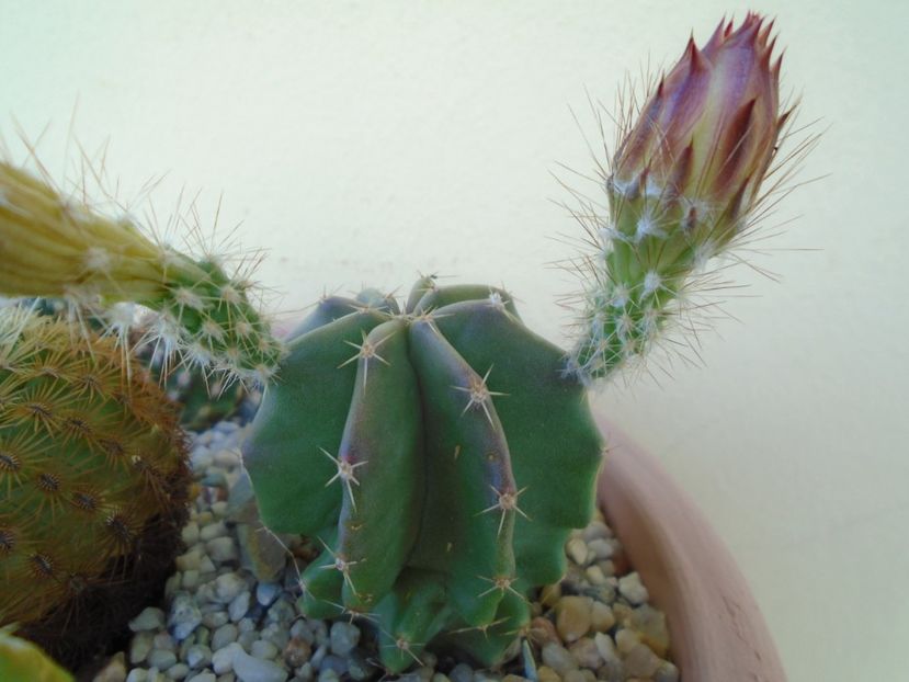 Echinocereus subinermis - Cactusi 2019 bis