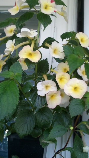 - Achimenes 2019