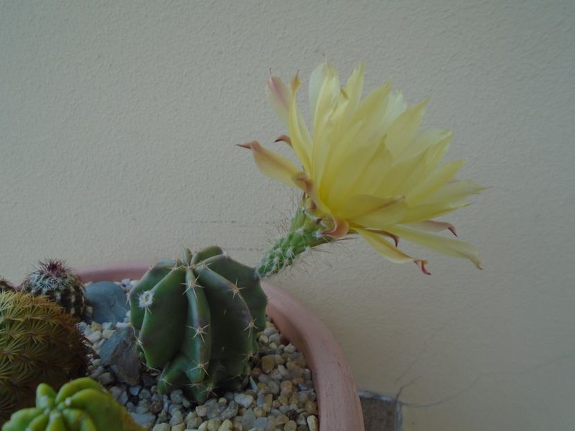 Echinocereus subinermis - Cactusi 2019 bis