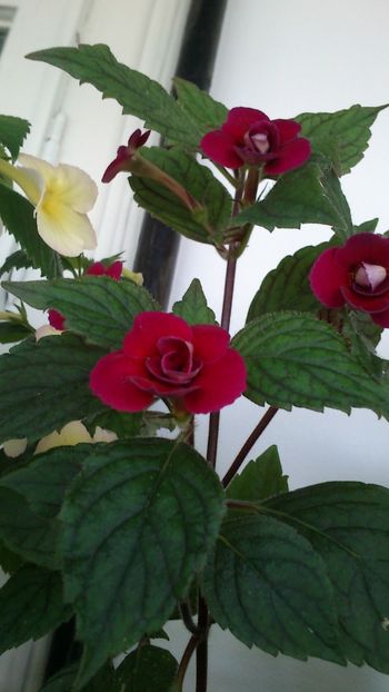  - Achimenes 2019