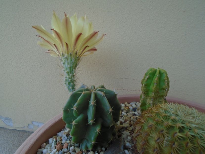 Echinocereus subinermis - Cactusi 2019 bis