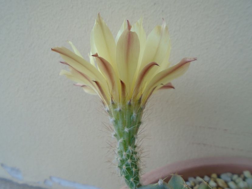 Echinocereus subinermis - Cactusi 2019 bis