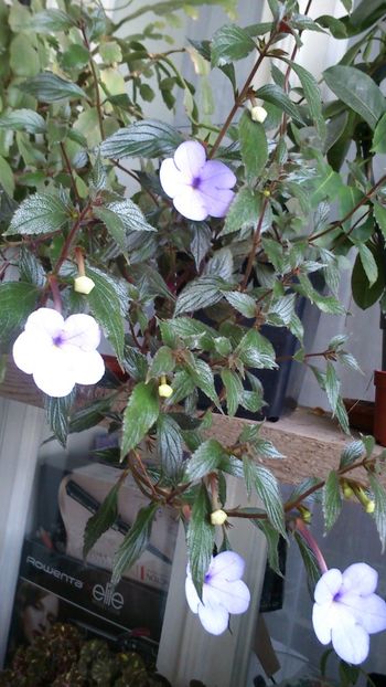  - Achimenes 2019