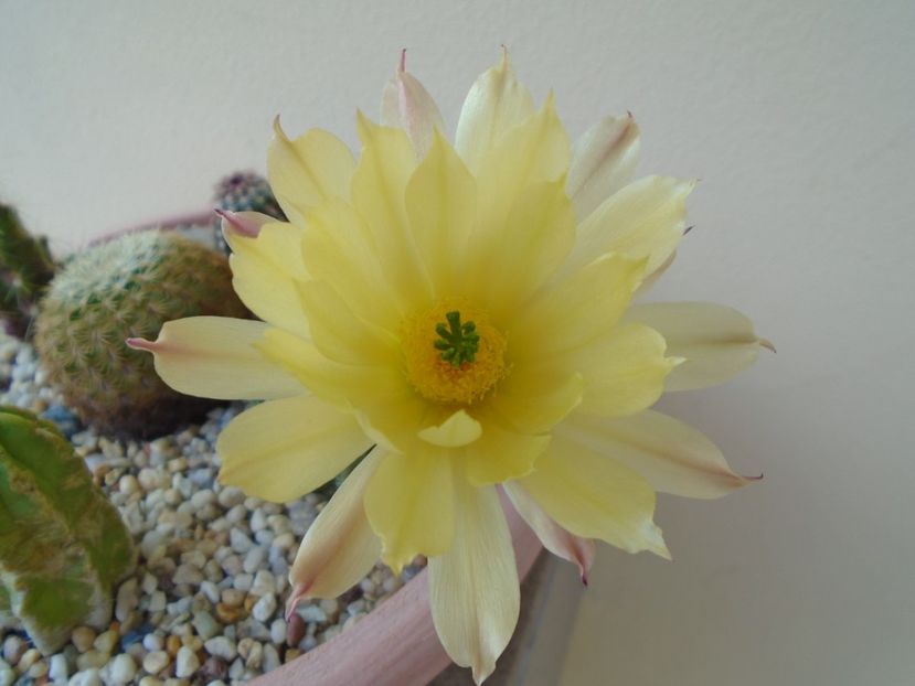 Echinocereus subinermis - Cactusi 2019 bis