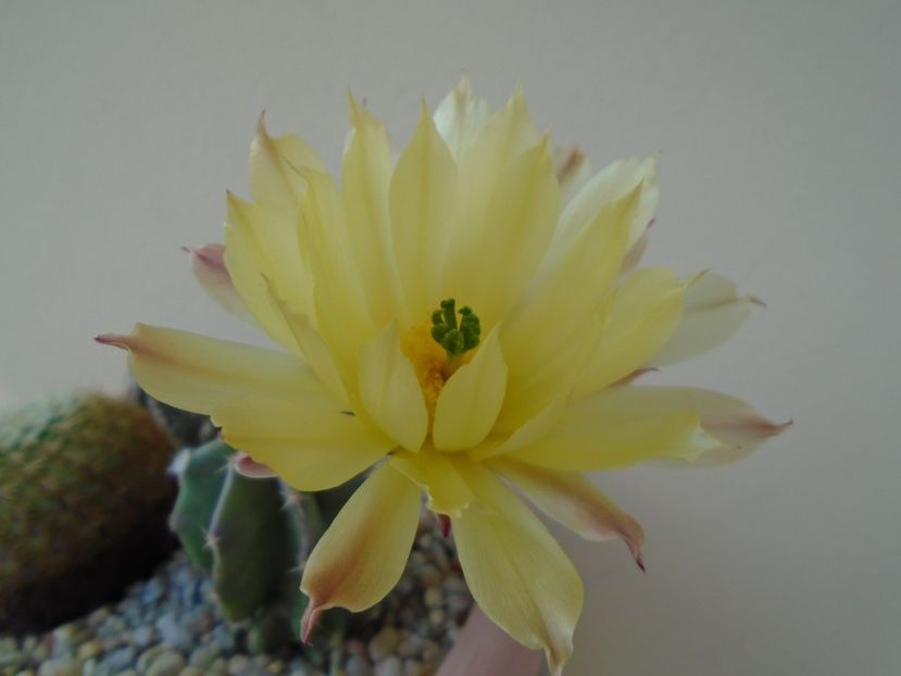 Echinocereus subinermis - Cactusi 2019 bis