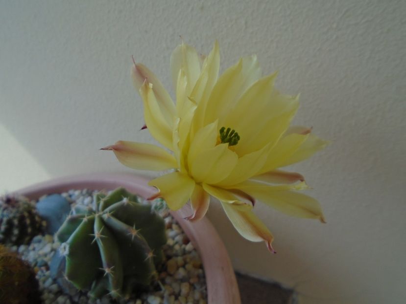 Echinocereus subinermis - Cactusi 2019 bis