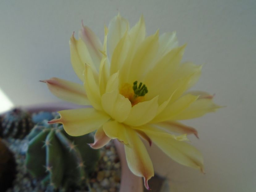 Echinocereus subinermis - Cactusi 2019 bis