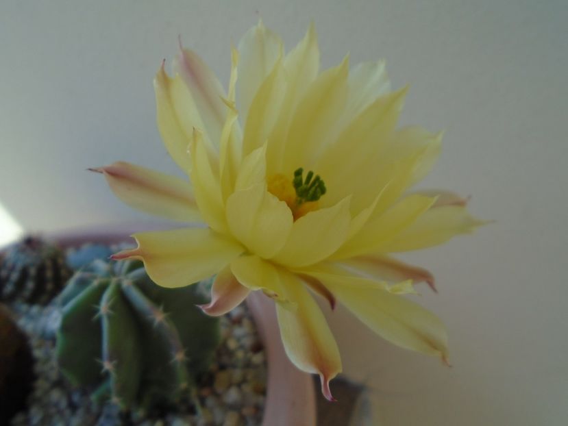 Echinocereus subinermis - Cactusi 2019 bis