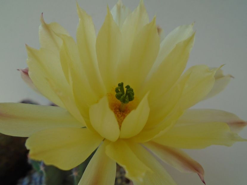 Echinocereus subinermis - Cactusi 2019 bis