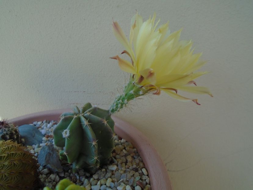 Echinocereus subinermis - Cactusi 2019 bis