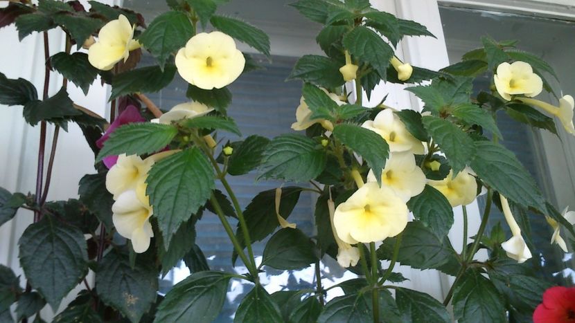 - Achimenes 2019