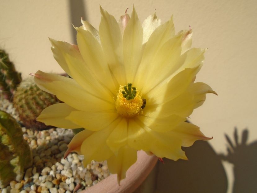 Echinocereus subinermis - Cactusi 2019 bis