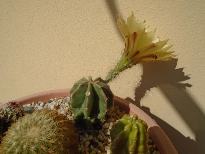 Echinocereus subinermis - Cactusi 2019 bis