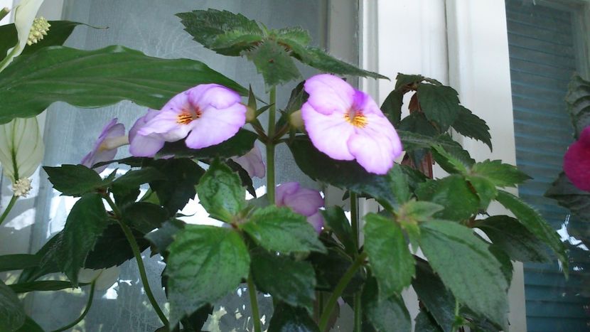  - Achimenes 2019
