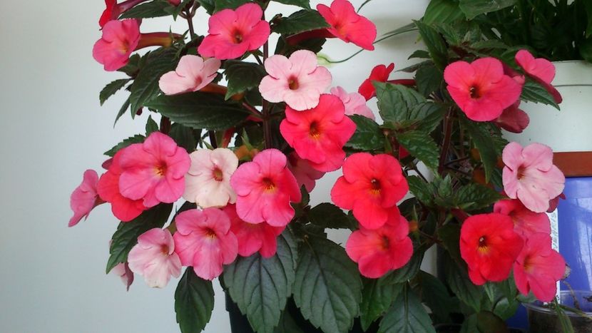  - Achimenes 2019