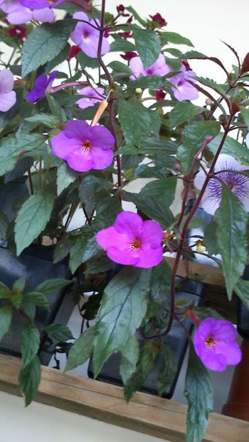  - Achimenes 2019