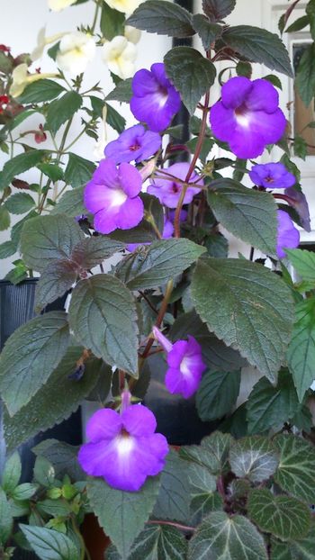 - Achimenes 2019