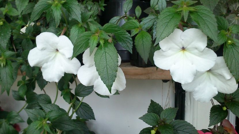 - Achimenes 2019