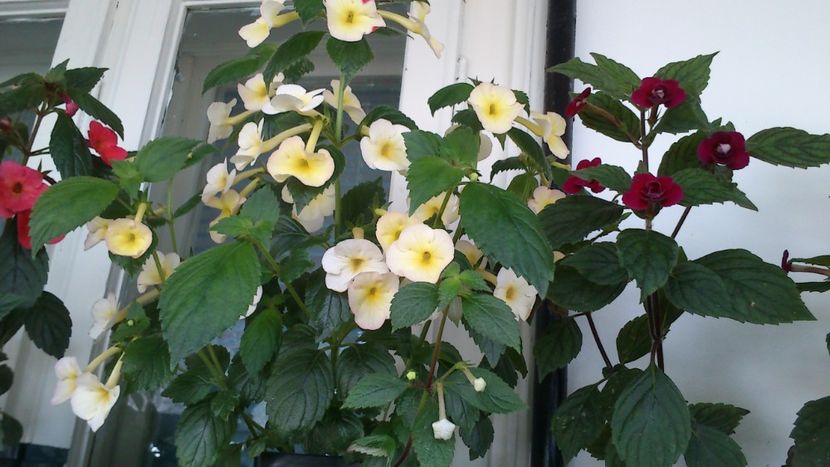 - Achimenes 2019