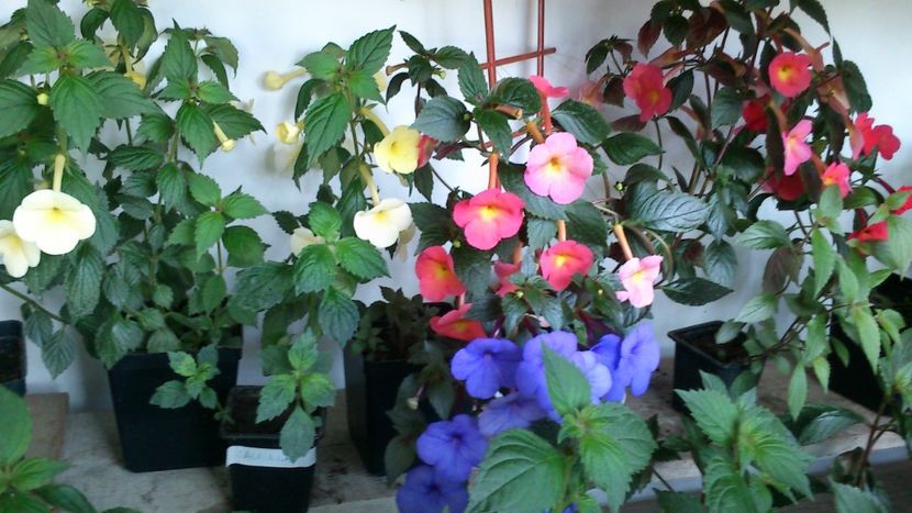  - Achimenes 2019