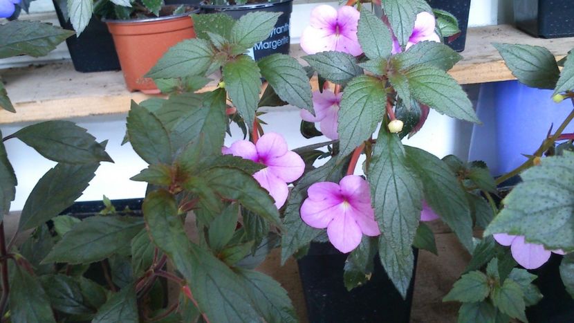  - Achimenes 2019