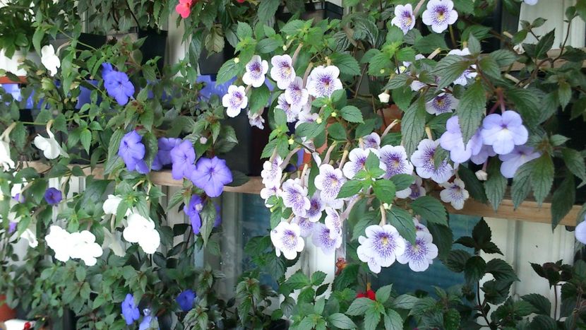  - Achimenes 2019