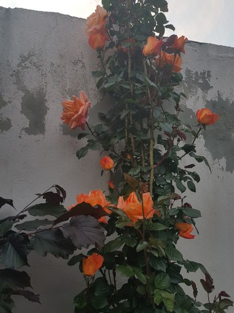  - TRANDAFIRI 2019