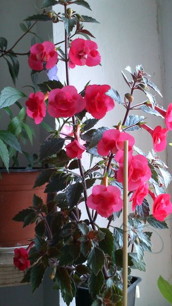  - Achimenes 2019