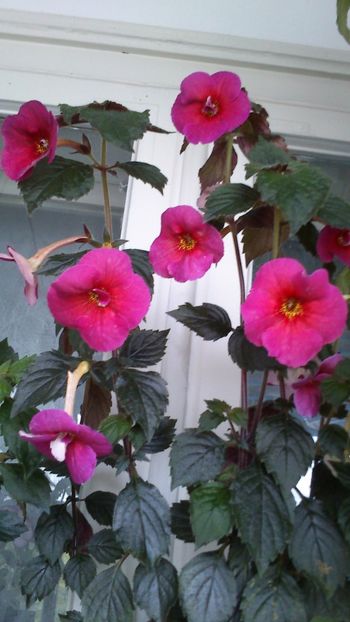  - Achimenes 2019