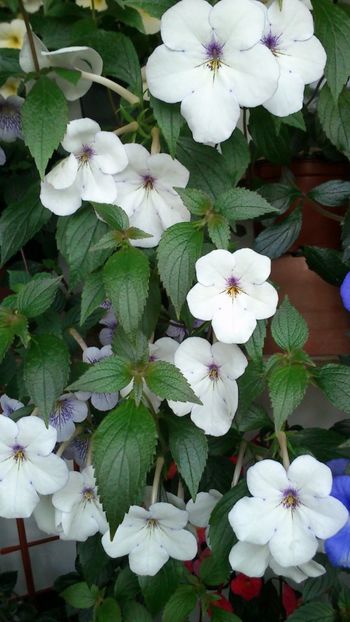  - Achimenes 2019