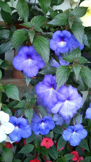  - Achimenes 2019
