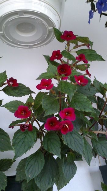  - Achimenes 2019