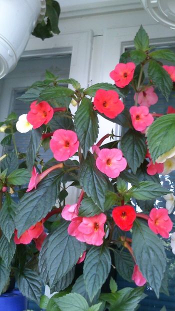  - Achimenes 2019