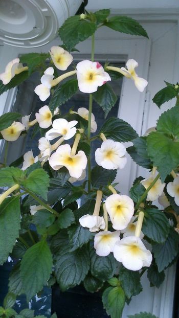  - Achimenes 2019