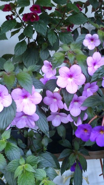  - Achimenes 2019